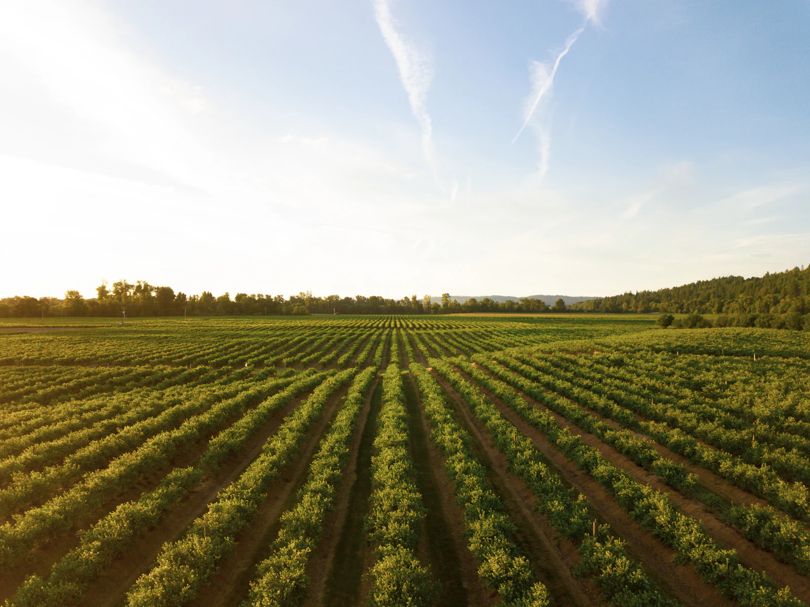 Aerial view of cultivated crop rows on an Australian farm